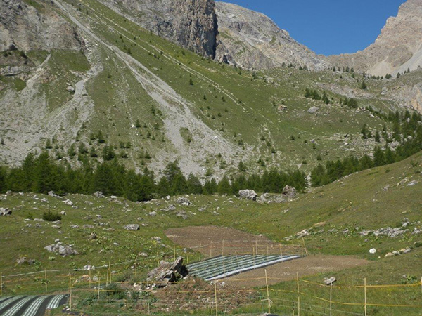 La culture du Génépi – Génépi des Hautes-Alpes